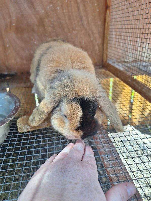 3 year old Holland lop buck