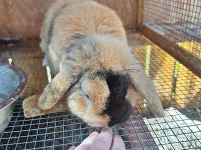 3 year old Holland lop buck