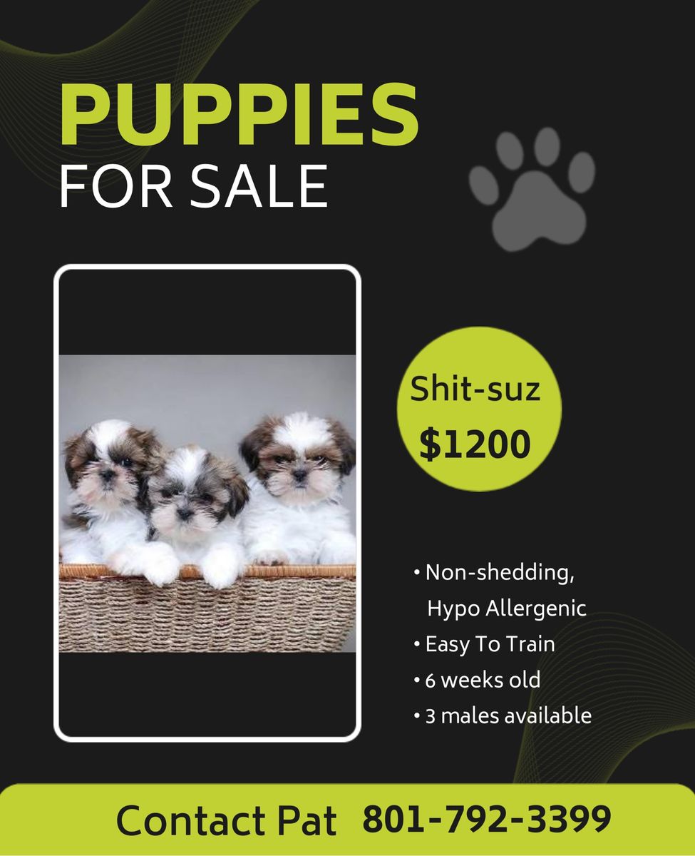 Shit zu puppies
