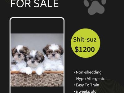 Shit zu puppies