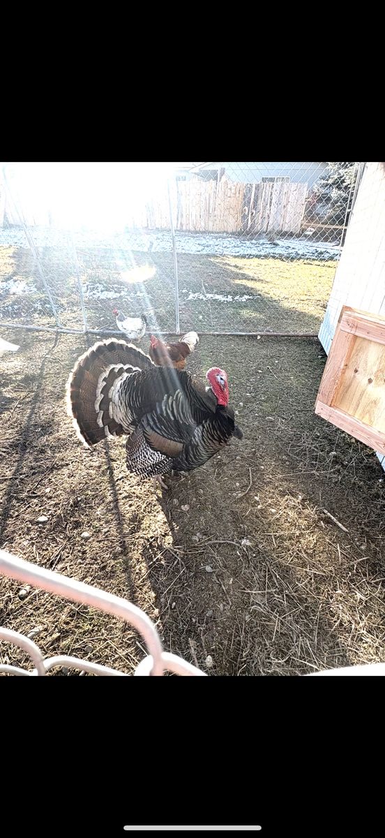 Tom Turkey