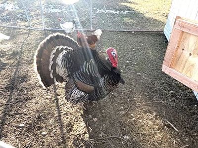 Tom Turkey
