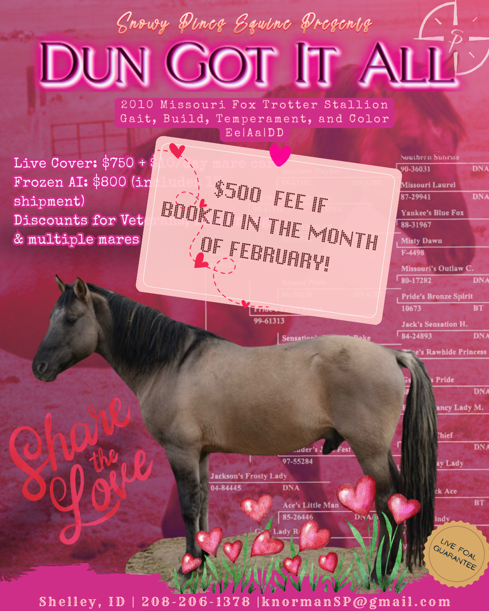 Homozygous Dun Fox Trotter Stallion! February special!