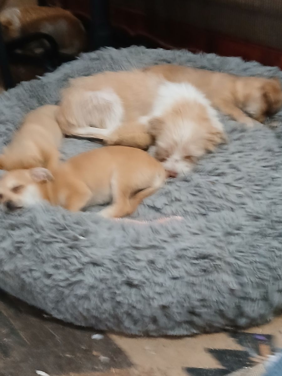 Puppies