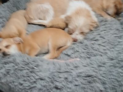 Puppies