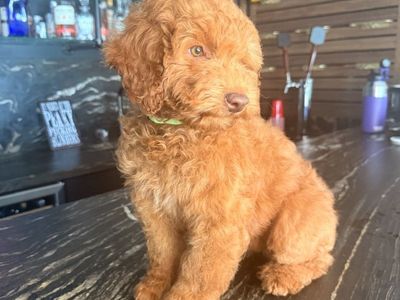 Deep red Mini Goldendoodle Girl Trained
