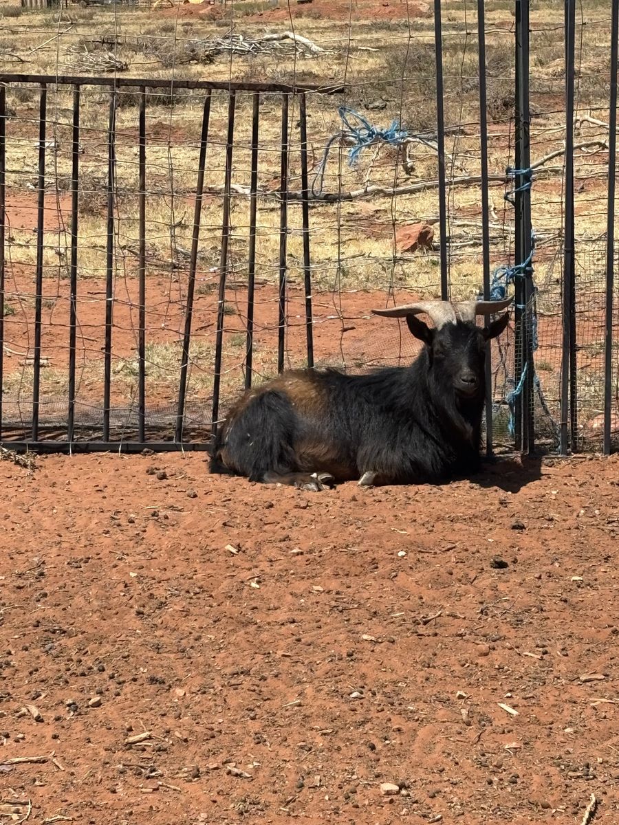 Nigerian dwarf buck