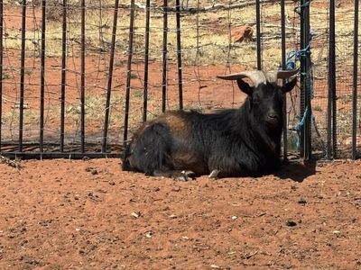 Nigerian dwarf buck