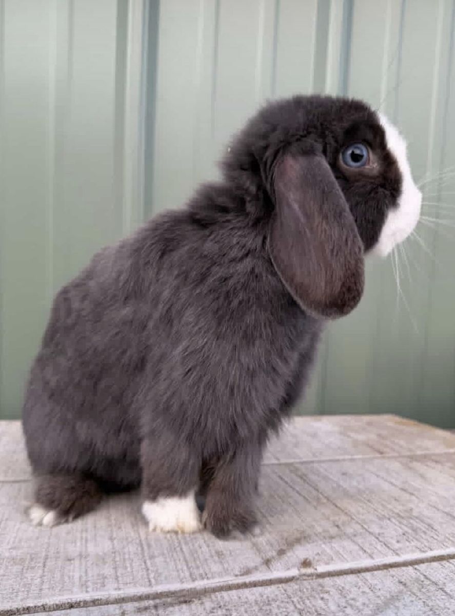 1 Year Old Holland Lop Doe - Pedigreed And Proven