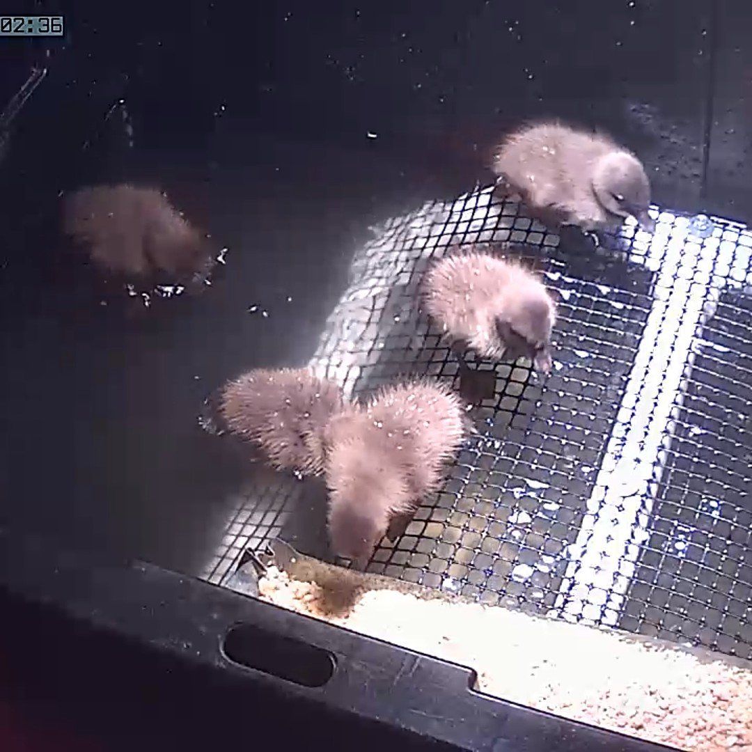 Kahki Cambell Ducklings