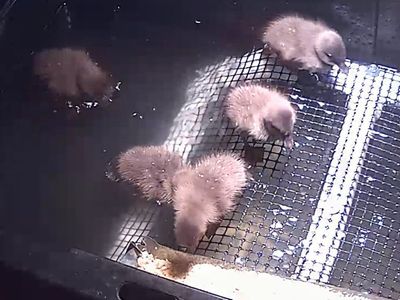 Kahki Cambell Ducklings