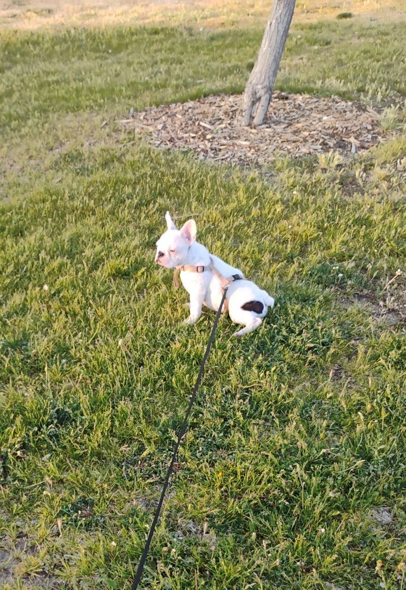 French bulldog puppy