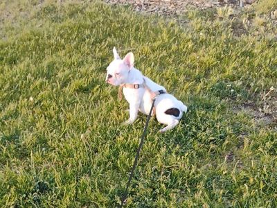 French bulldog puppy
