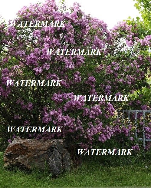 Garden Lilac Bush Canvas