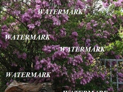 Garden Lilac Bush Canvas