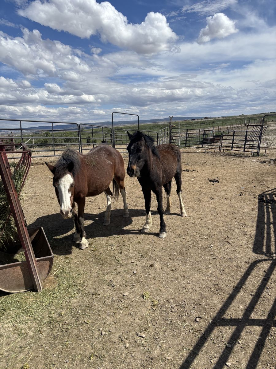 Pony