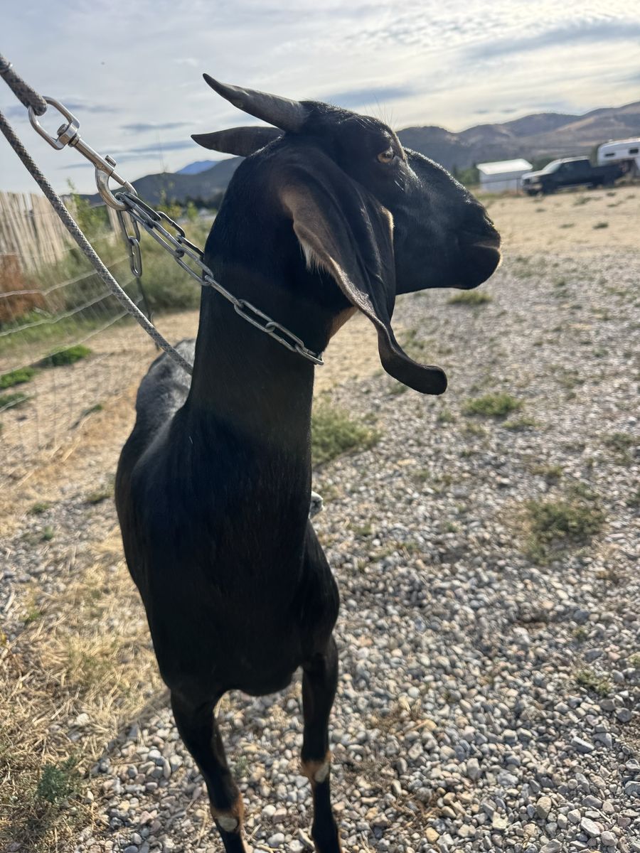 18-Month-Old Nubian Dairy Doe in Milk