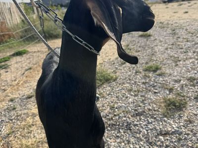 18-Month-Old Nubian Dairy Doe in Milk