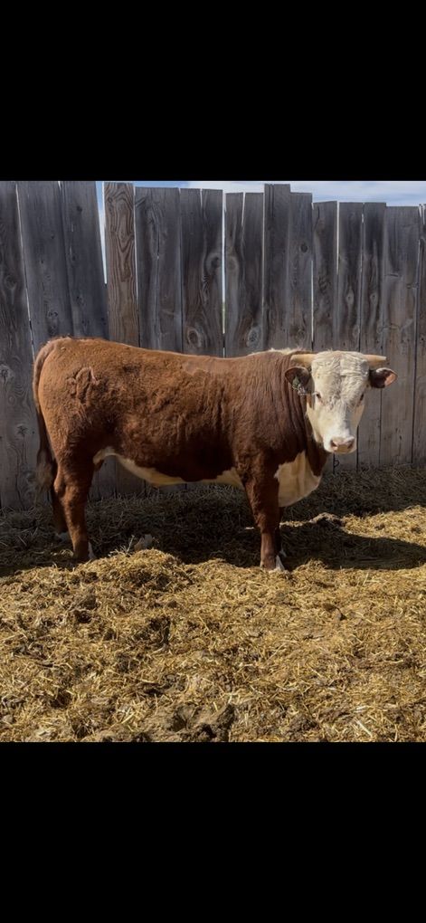 Yearling Horned Hereford Bull