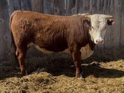 Yearling Horned Hereford Bull