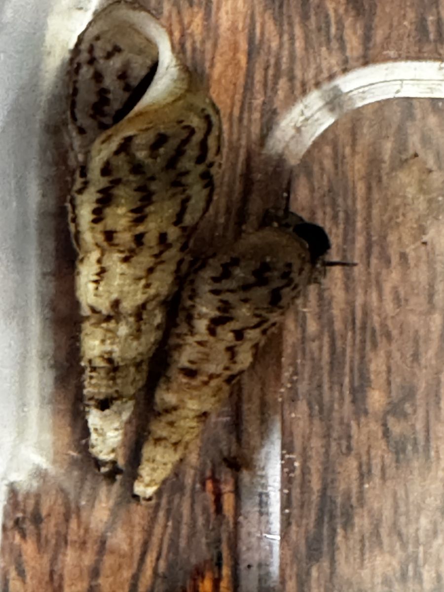 Malaysian Trumpet Snails (Red Rimmed Melania) for sale