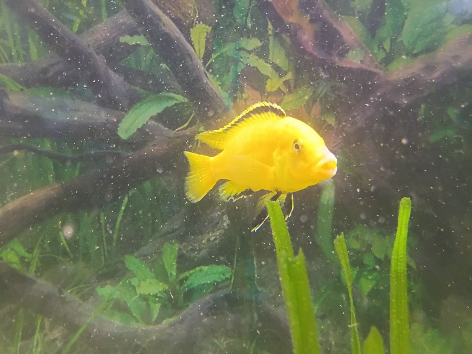 Electric Yellow Lab Cichlids - Various Sizes, Healthy & Vibrant