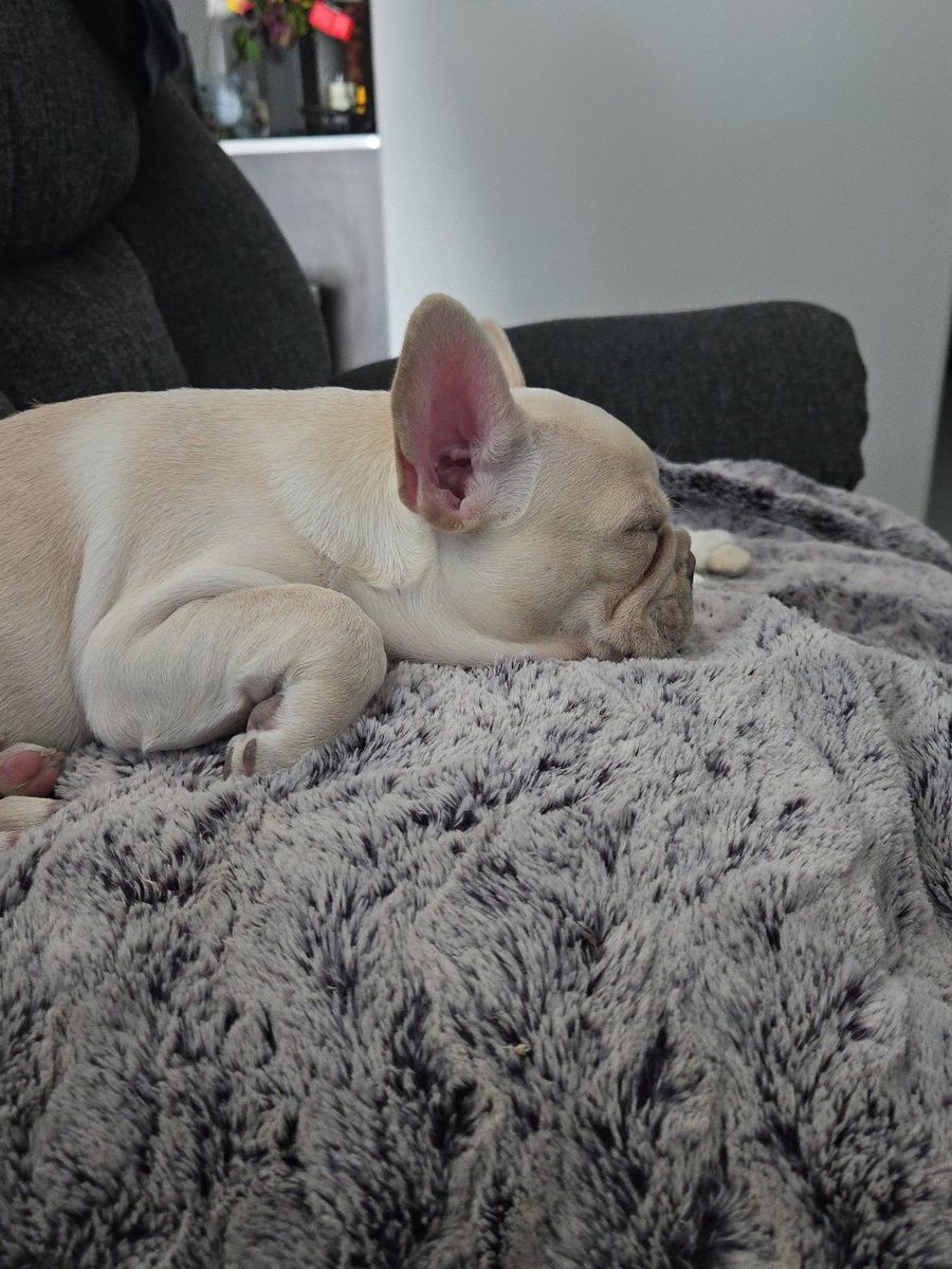 AKC French Bulldog