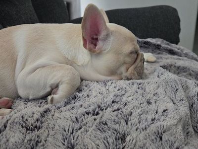 AKC French Bulldog