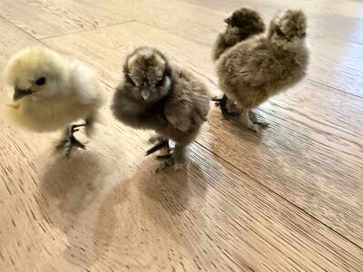 Chicks- sexed pullets- future hens- blue copper marans French black copper maran olive egger Easter eggers Welsummer
