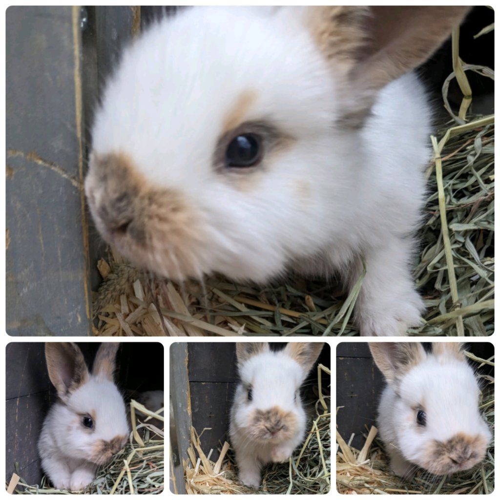 Baby Rhinelander Bunny Rabbits