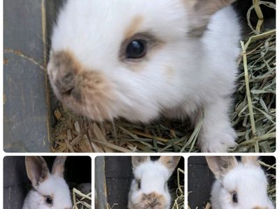 Baby Rhinelander Bunny Rabbits