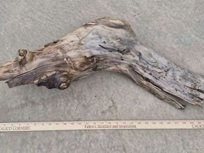 Large and Hollow Aquarium Driftwood Log