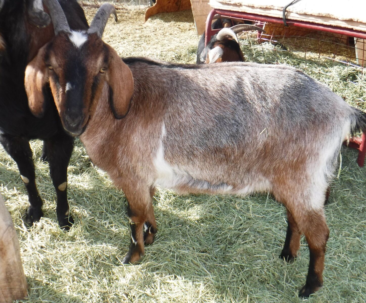 1 year old + Alpine / Nubian mix wether goat