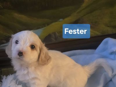 Malshipoo Puppies for Sale