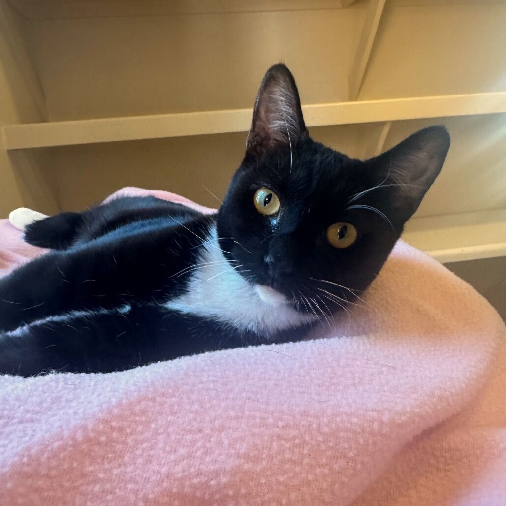 Hello my name is Rio