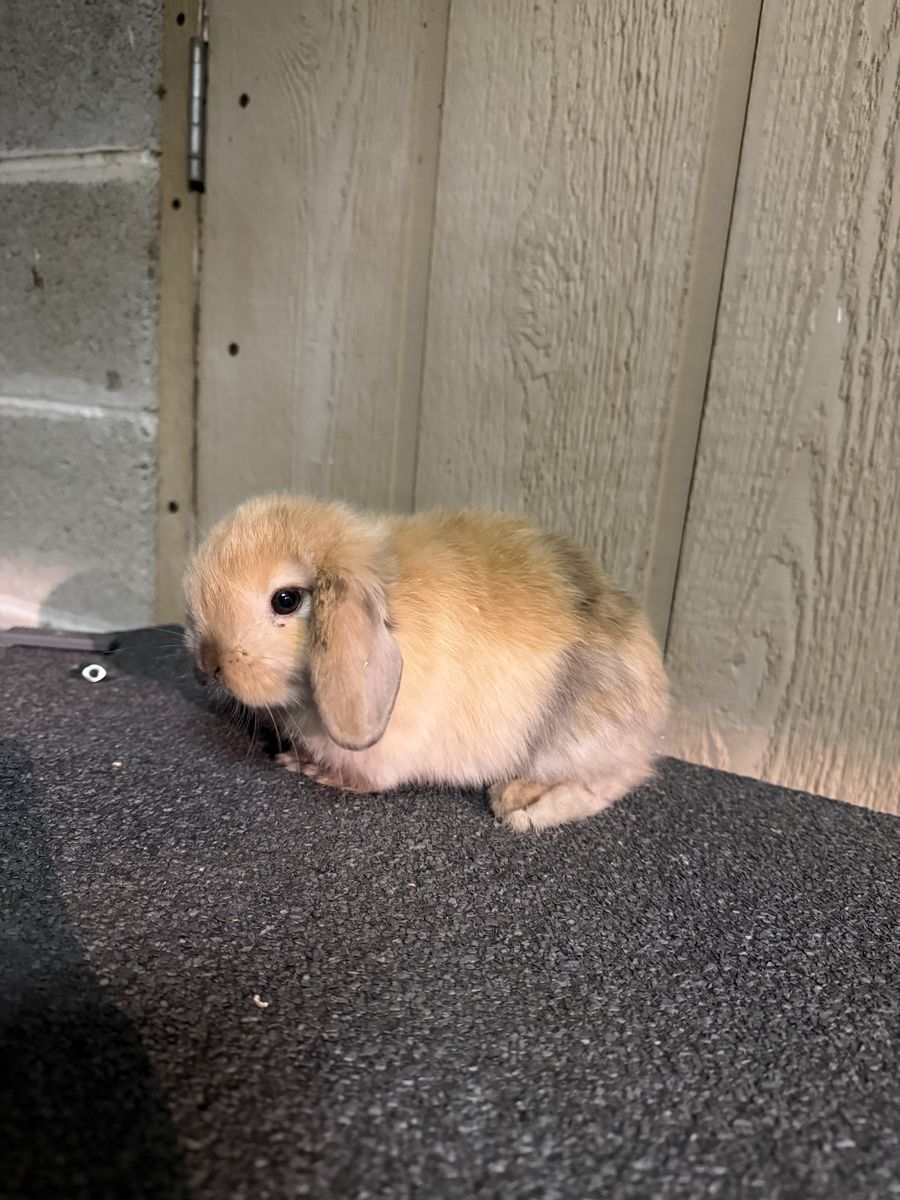 Pure holland lop baby