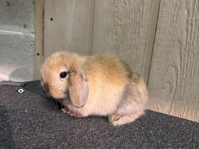 Pure holland lop baby