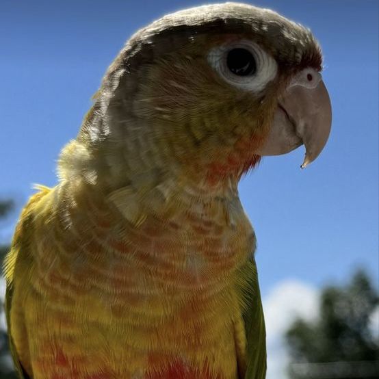 Kiwi.