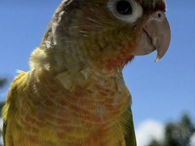 Kiwi.