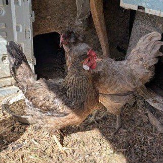 Blue layer hens