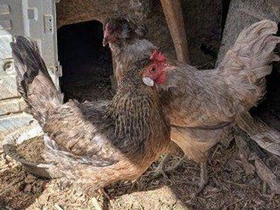 Blue layer hens