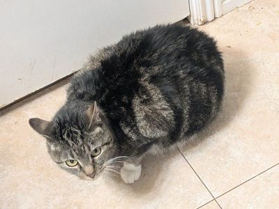 Cat for FREE to good home!
