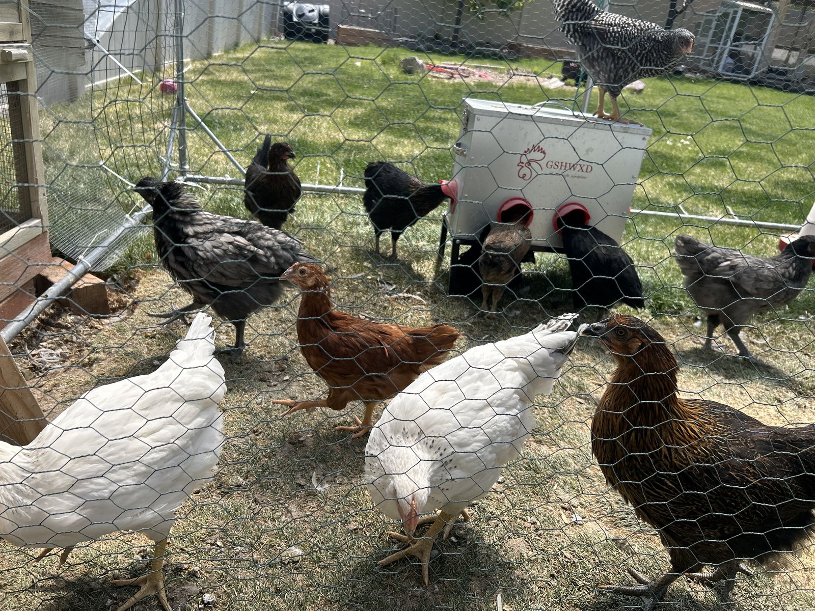 Coop Ready Pullets