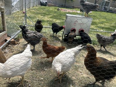 Coop Ready Pullets