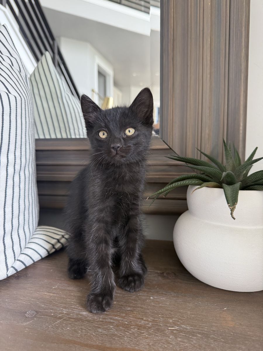 8 week vaccinated unique fluffy black kitten