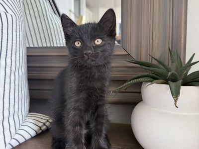 8 week vaccinated unique fluffy black kitten