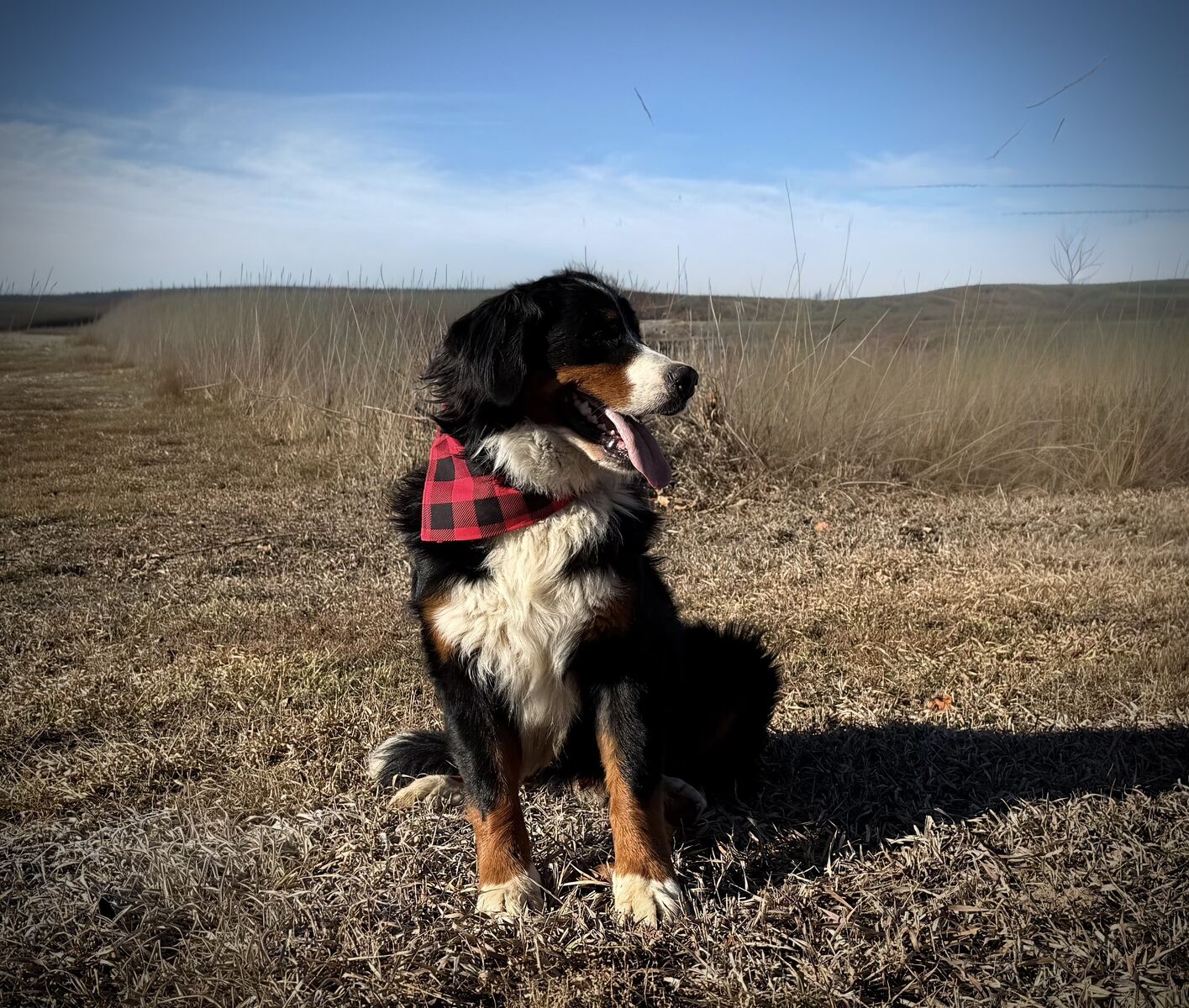 AKC Bernese Mountain Dog boy