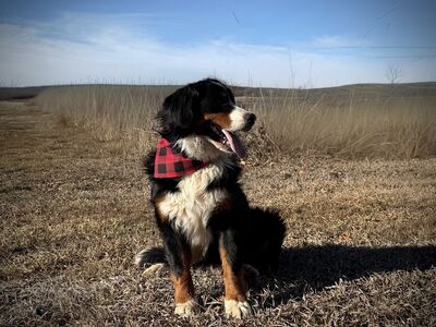 AKC Bernese Mountain Dog boy
