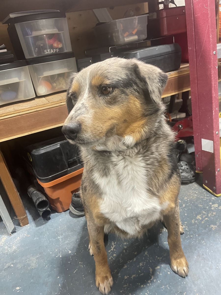 Australian Heeler Dog FREE