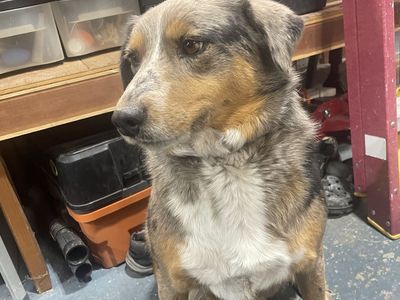 Australian Heeler Dog FREE